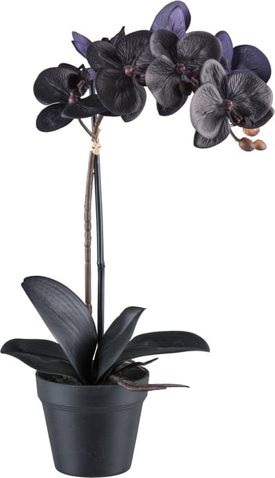 Kopu Phalaenopsis-orchidee – 48 cm 7 Bloemen 4 Bladeren - Real Touch - Zwart