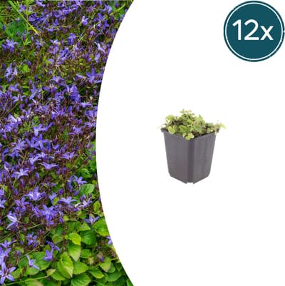 Tuinplantenshop.com | Campanula poscharskyana | 12 stuks - Ø9cm - 10-25cm hoog - Tuinplant