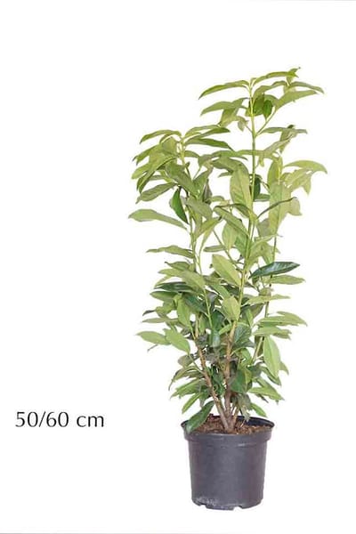 Plants Online - Haagplanten - Laurier 'Genolia'® - Pot 50-60 cm - set van 10 - Groeit opgaand - Snelle groeier - Wintergroen - Zeer winterhard