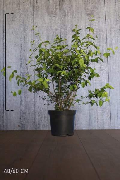 Plants Online - Haagplanten - Heesters - Gele Kornoeltje - Pot 40-60 cm - set van 10 - Bladverliezend - Bloeiende plant - Groeit breed uit - Vruchtdragend