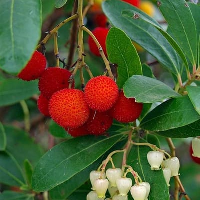 Arbutus Unedo - Aardbeiboom 25-30 cm in pot
