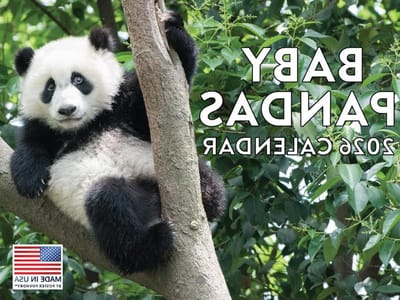 Baby Panda Kalender - Wandkalender Dieren - Leven Organiseren - 12 Maanden Dierenfoto's - 30.48 x 30.48 x 45.72 cm
