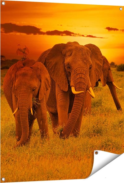 Gards Tuinposter Olifanten in het Wild - Zonsondergang - 80x100 cm - Tuindoek - Tuindecoratie - Wanddecoratie buiten - Tuinschilderij
