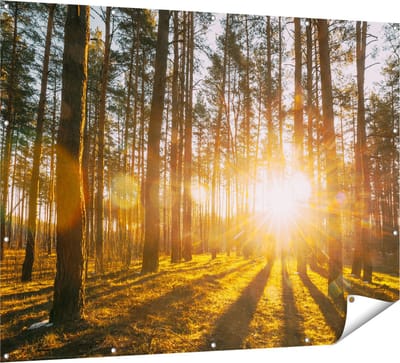 Gards Tuinposter Zonsopkomst in het Bos tussen de Bomen - 160x120 cm - Tuindoek - Tuindecoratie - Wanddecoratie buiten - Tuinschilderij