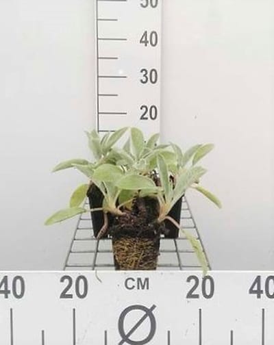 6x Ezelsoor - Stachys byz. 'Cotton Boll' ('sheila macqueen') | 9x9 cm pot