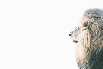 Fotobehang LioninSnow DD119801 A.S. Création ARTist Beige Creme Wit Vlies 270 x 400 cm (4 delen) 3D Fotobehang op maat