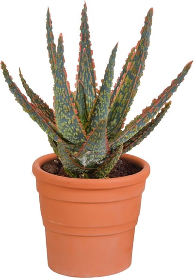 AloÃ« zebrina Dannyz 10.5 cm in terracotta pot