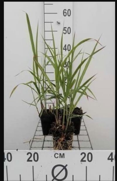 6 x Miscanthus giganteus (florid./japon.) - Japans Reuzenriet in pot 9 x 9 cm
