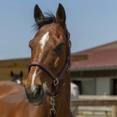 Halster voor paarden Norton Zari