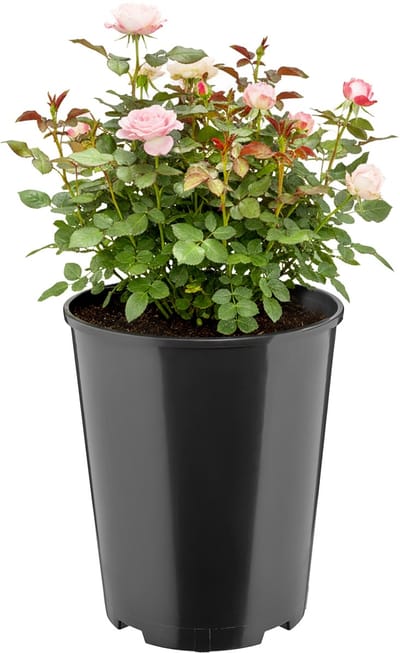 Garronda Ronde kunststof bloempot met drainagegaten voor tuin (Zwart, Ø22 x 25,5 cm (7L)) GD-KW-RR