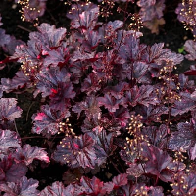 Heuchera micrantha 'Palace Purple' - Purperklokje - Wortelgoed - 5 stuks