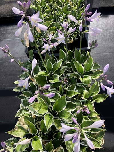 3x Hartlelie, Funkia - - Hosta hybr. 'Patriot' | 9x9 cm pot