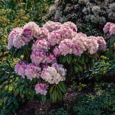 Plants Online BV - Planten - Tuinplanten - Heesters - Set van 1 - Rhododendron (Y) 'Doc'