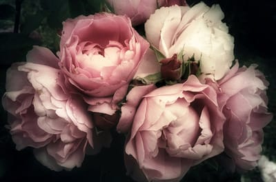 Kristal Helder Galerie kwaliteit Plexiglas 5mm.- Blind Aluminium Ophang-frame- Fotokunst 'Pioen Roses' - luxe wanddecoratie- Akoestisch en UV Werend- inclusief verzending