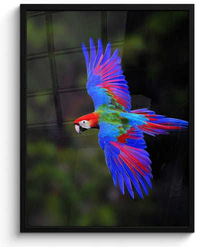 Poster in lijst - Fotolijst 50x70 cm - Posters - Felgekleurd - Papegaai - Bos - Vleugels - Posterlijst zwart - Decoratie - Wanddecoratie woonkamer - Muurdecoratie slaapkamer