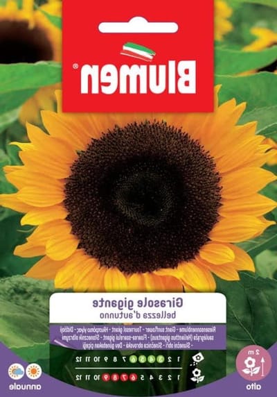 Zonnebloem Plant - Grote Bloem - Tuin Decoratie - Reuzen Variëteit - Gigantische Bloemen - Geel