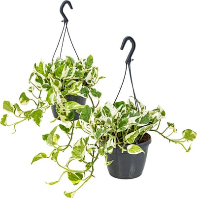 Bloomique - Set van 2 - Scindapsus N-Joy - Drakenklimop - Hangplant - Ook geschikt als Klimplant - Kamerplanten - Luchtzuiverend - Gemakkelijk in onderhoud - Hoogte 20-30 cm - Pot 15 cm