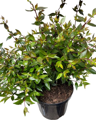Abelia grand. 'Prostrata' - Abelia Grandiflora 'Prostrata' 25- 30 cm in pot