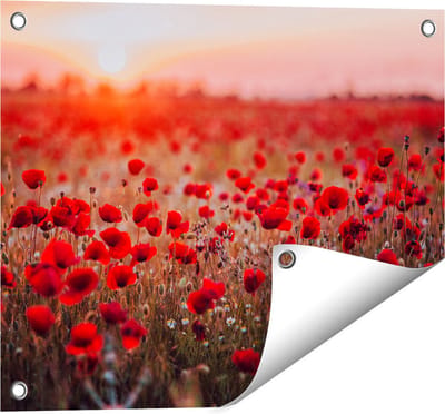 Gards Tuinposter Rode Klaprozen Bloemenveld Zonsondergang - 50x40 cm - Tuindoek - Tuindecoratie - Wanddecoratie buiten - Tuinschilderij
