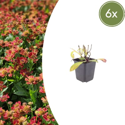 Tuinplantenshop.com | Helenium 'Moerheim Beauty' | 6 stuks - Ø9cm - 10-25cm hoog - Tuinplant