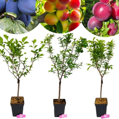 Set van 3 Dwergpruimen - Geel, Rood, Blauw - Hoogte 70-90cm - 5 Liter pot