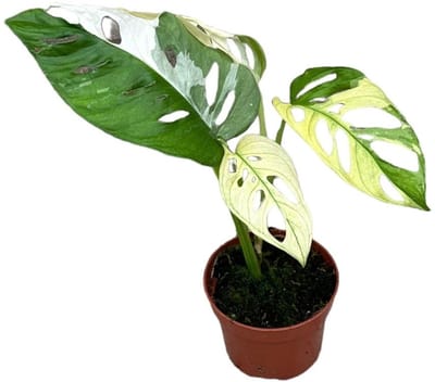 Monstera Adansonii Var Kamerplant Potmaat Ø10,5 cm |Vers Van De Kweker