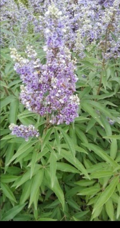 Vitex agnus-castus - Monnikenpeper, Kuisheidsplant, Boom Van Het Heilige Lam 60- 80 cm in pot