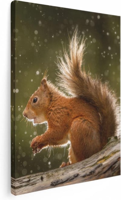 Artaza Canvas Schilderij Rode Eekhoorn - 30x40 cm - Klein - Wanddecoratie Boom - Muurdecoratie Dieren - Kamer Accessoires