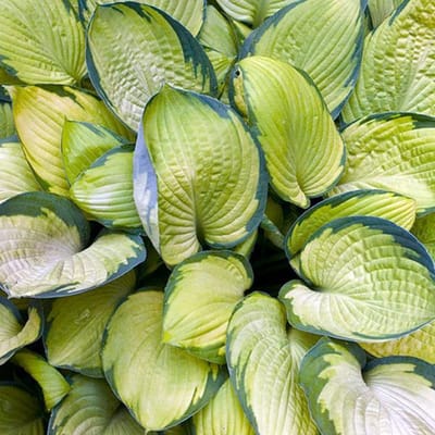 6 x Hosta 'Gold Standard' - Hartlelie pot 9x9cm
