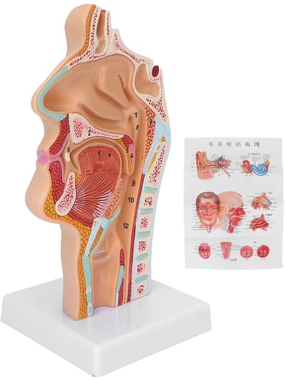 Dailygoods- Neusmondholte Model - Anatomisch Model - Levensgroot - Hoogwaardig PVC - Duurzaam - Gedetailleerde Anatomie