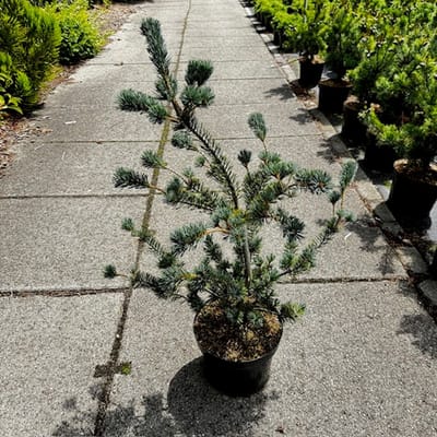 Pinus parviflora 'Saphir' - Japanse witte den | 70-80 cm pot