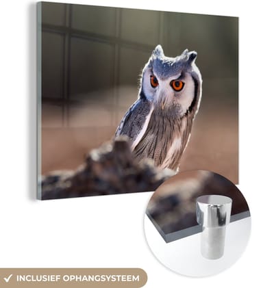 MuchoWow® Glasschilderij 120x90 cm - Schilderij acrylglas - Uil - Macro - Dier - Foto op glas - Schilderijen