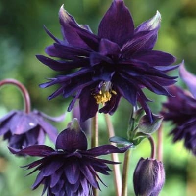 6 x Aquilegia Vulgaris 'Black Barlow' - Akelei pot 9x9cm