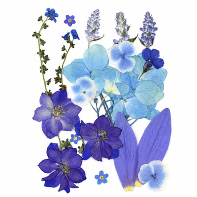 BOTC Natuurlijk Gedroogde Bloemen - Droogbloemen - Gedroogde Bloemen voor Resin DIY - 20 Stuks Natuurlijke Gedroogde Decoraties - Blauw paars