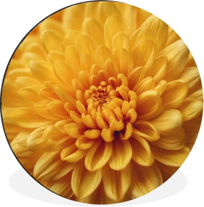 WallCircle - Wandcirkel - Muurcirkel - Geel - Chrysant - Zachtheid - Aluminium - Dibond - 30x30 cm - Binnen en Buiten