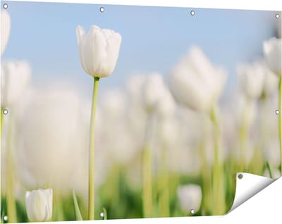 Gards Tuinposter Witte Tulpen - Bloemen - 120x80 cm - Tuindoek - Tuindecoratie - Wanddecoratie buiten - Tuinschilderij