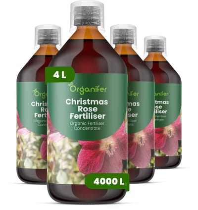 Vloeibare Meststof Voor Kerstroos 4X1 L Voor 4000 L - Npk 3-4-3 - Krachtige Groei - Knopontwikkeling - Sterke Wortels - Stevige Bloemen - Goed Gevormde Bloemen - Bladgezondheid - Rijke Bloei - Jaarrond Sierwaarde - Organifer