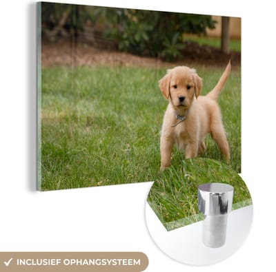 ® Glasschilderij 180x120 cm - Schilderij acrylglas - Golden Retriever pup in het groene gras - Foto op glas - Muurdecoratie woonkamer - Wanddecoratie slaapkamer - Schilderijen