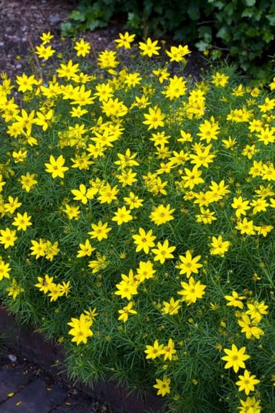 Plants Online - Tuinplanten - Vaste planten - Set van 1 - Coreopsis verticillata 'Zagreb' - 2 liter pot - Plant