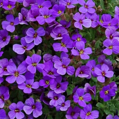 25 x Randjesbloem Paars|Blauw - Bodembedekker Wintergroen - Aubrieta 'Hamburger Stadtpark' in 9x9cm pot met hoogte 5-10cm