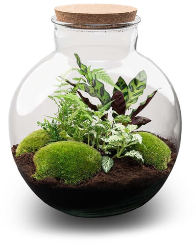 Kado Tip! DIY Planten Terrarium (met verlichting), Bolder Bob met Kurk, Ø31cm, ↑ 30cm, Zelfvoorzienend Ecosysteem , Complete Set met Planten en Mossen zonder Tools, Onderhoudsarm, Eyecatcher