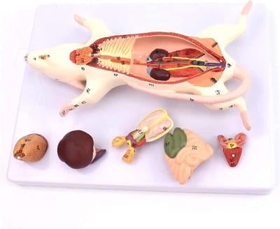 Anatomisch Muis Model - Muis Anatomie - Onderwijs Praktijken - Uitwisselbare Organen - 24x20x8cm - Gekleurd