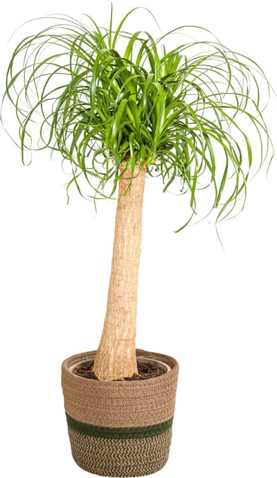 Plantenboetiek.nl | Beaucarnea Recurvata op stam met mand - Ø24cm - 80-100cm hoog - Kamerplant - Groenblijvend