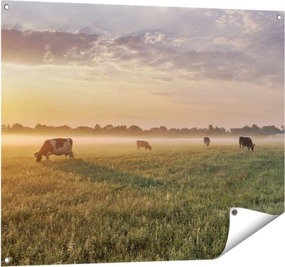 Gards Tuinposter Koeien in de Wei tijdens Zonsopkomst - 100x80 cm - Tuindoek - Tuindecoratie - Wanddecoratie buiten - Tuinschilderij