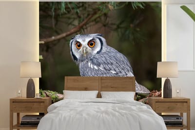 Behang - Fotobehang Uil - Vogel - Takken - Natuur - Breedte 280 cm x hoogte 280 cm
