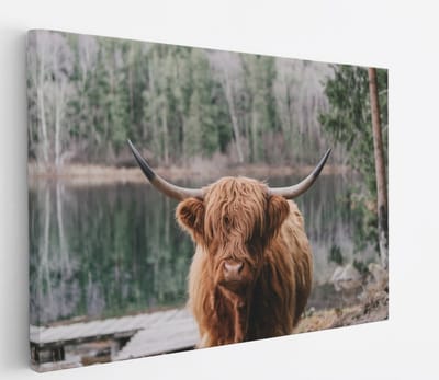 Saammp Canvas Schilderij - Schotse Hooglander Koe bij zonsopgang in herfstachtig bos - Dieren - Natuur - 60x40 - Foto op canvas - Wanddecoratie - muurdecoratie Woonkamer - Slaapkamer decoratie - Canvas Print