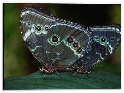 Dibond - Paars/ Groene Vlinder - 40x30cm Foto op Aluminium (Wanddecoratie van metaal)