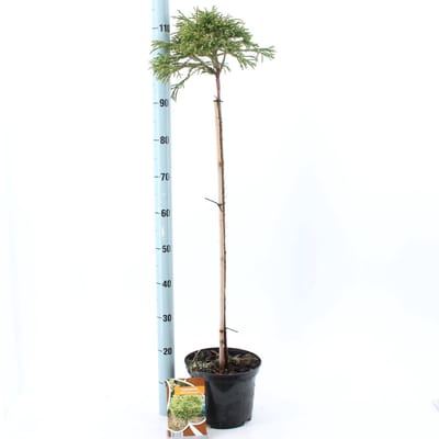 Cryptomeria j. ‘Little Champion' - Japanse ceder | 120 cm pot