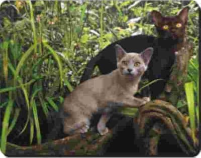 2 Burmese Katten Muismat