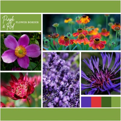 Borderpakket Paars en Rood (6 planten: 1m²) - Vaste planten - Bijen-Vlinders - Snijbloemen - Geurend - Zomerbollen - Voorjaarsbollen